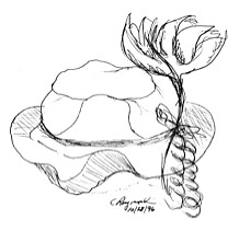 hat